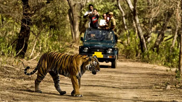 Wildlife Safari Tours in Jim Corbett National Park | Complete Guide 2025